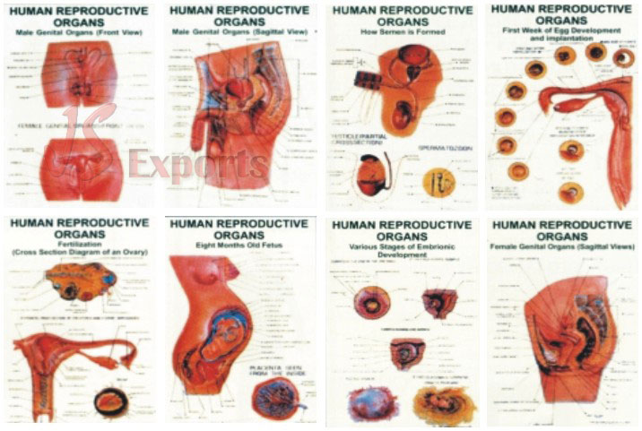 HUMAN REPRODUCTIVE ORGANS (Set of 8)